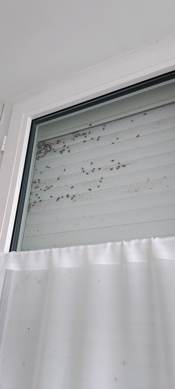 Mouche dans la maison pourquoi et comment s'en débarrasser dans la Drome ?